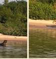 Capivara escapa de onça-pintada em caçada impressionante no Pantanal  Foto: Reprodução/Instagram