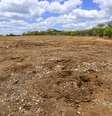 Caatinga, uma das áreas afetadas pela desertificação.  Foto: Getty Images/Cacio Murilo de Vasconcelos