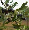 Oliveiras  Foto: MichaelTampakakis/Pixabay