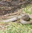 Caso de picada de cobra foi registrado na Austrália  Foto: Getty Images/Richard Sharrocks