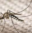 Veja formas de combater os insetos em casa durante o calor  Foto: Shutterstock / Alto Astral