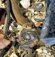 Cobra devora sapo na Austrália  Foto: Reprodução/Redes sociais