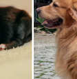 Zé Milagre e Nina  Foto: Reprodução/Montagem