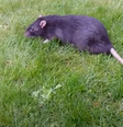Rato virou motivo de preocupação em ilha dos EUA  Foto: Reprodução/Youtube Mateusz Lisiak