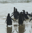Pinguins foram soltos em mar em Florianópolis (SC)  Foto: Divulgação/R3 Animal