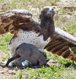 Família de javalis é surpreendida pela maior e mais poderosa águia da África  Foto: Latest Sightings/Youtube