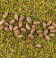 Pistaches vistos por cima na textura triturada e granulada.  Foto: Freepik