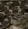 Cobras estão entre os intrusos em bagagens e encomendas  Foto: Getty Images/Paul Starosta