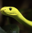 Mamba-verde-oriental, como a que picou o youtuber (Dendroaspis angusticeps)   Foto:  Karlos Lomsky /Adobe Stock