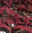 Torcedores do Flamengo acompanham final da Copa do Brasil  Foto: Estadão Conteúdo/DHAVID NORMANDO