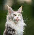 Conhecido como o gigante gentil, o maine coon combina tamanho impressionante com um temperamento doce e amigável.  Foto: Nils Jacobi | Shutterstock / Portal EdiCase