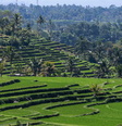 A Paisagem Cultural da Província de Bali: o Sistema Subak, Indonésia  Foto: Reprodução/Getty Images