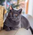 O chartreux é conhecido por sua personalidade afetuosa e calma  Foto: Katniss studio | Shutterstock / Portal EdiCase