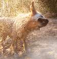 Cérebro de animais controla o movimento de se chacoalhar para se livrar da água  Foto: Freepik