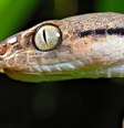 A cobra-arbórea-marrom come animais que já estão mortos — um hábito incomum para as serpentes, que na maioria das vezes só comem presas que elas mesmas mataram  Foto: Alamy / BBC News Brasil