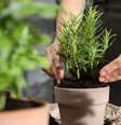 Conheça 5 espécies de plantas para ter em casa ou no seu comércio para atrair mais dinheiro e prosperidade para a sua vida e negócios.  Foto: Shutterstock. / João Bidu