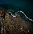 Imagem mostra serpente marinha em seu habitat.   Foto: Andrew Marriott / Getty Images