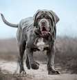 Os cachorros da raça mastiff têm um porte robusto, mas são conhecidos por sua personalidade dócil  Foto: Photobox.ks | Shutterstock / Portal EdiCase
