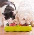 Com alimentos frescos e naturais, a dieta dos pets pode se tornar mais rica e equilibrada  Foto: Monika Wisniewska | Shutterstock / Portal EdiCase