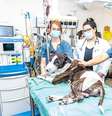 Hospitais públicos veterinários das zonas sul e leste de São Paulo passam a funcionar aos finais de semana e feriados.  Foto: Prefeitura de São Paulo/Divulgação / Estadão