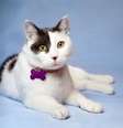 Nomes de gatos inspirados em personagens icônicos do Cartoon Network unem carisma e criatividade para representar a singularidade dos felinos  Foto: Elenica | Shutterstock / Portal EdiCase