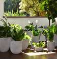 Não precisa ser do lado de fora para ter um ambiente cheio de plantas e flores. A única questão é saber como distribuí  Foto: las no lar / Revista Malu