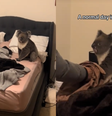 Casal de brasileiros se surpreende com coala em casa  Foto: Reprodução/TikTok/@frandiasrufino