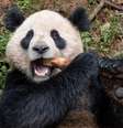 Panda Yun Chuan enviado da China para os EUA; trata-se de um macho de quase cinco anos, filho de Zhen Zhen, que nasceu no Zoológico de San Diego em 2007  Foto: San Diego Zoo Wildlife Alliance/Divulgação / Estadão
