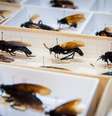 Diptera Lab da UFPR  Foto: Samira Neves/Sucom UFPR