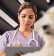 Pesquisa mostrou que veterinários do Brasil têm nível de estresse acima da média mundial  Foto: Getty Images / BBC News Brasil