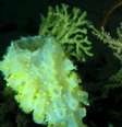Na imagem, a esponja de mar profundo Aphrocallistes beatrix  Foto: Fugro / BBC News Brasil