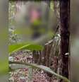Homem foi preso enquanto tentativa se esconder no topo de árvore  Foto: Divulgação/Polícia Civil de Goiás