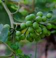 A jurubeba é uma planta medicinal tradicionalmente usada para apoiar a digestão e promover o bem-estar do organismo  Foto: kukuh st23 | Shutterstock / Portal EdiCase