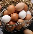 A dieta do ovo voltou a ganhar destaque com a adesão de celebridades  Foto: New Africa | Shutterstock / Portal EdiCase
