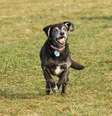 Cachorros idosos precisam de brincadeiras para se manterem ativos e saudáveis  Foto: Nick Chase 68 | Shutterstock / Portal EdiCase