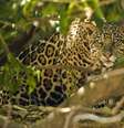 Onça-pintada é um dos símbolos da fauna brasileira  Foto: Getty Images/McDonald Wildlife Photography Inc