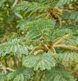 O barbatimão é uma planta com propriedades medicinais  Foto: JH Bispo | Shutterstock / Portal EdiCase