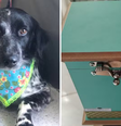 Rapaz passa mal ao chegar a pet shop e ver sua cadela morta por enforcamento em Goiás  Foto: Reprodução/ Instagram / Contigo