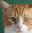 Estudo buscou entender porque há gatos laranja  Foto: Getty Images / BBC News Brasil