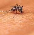Incidência de casos de dengue nas Américas saltou de 4,6 milhões para 12,6 milhões em um ano, alerta a Opas  Foto: DW / Deutsche Welle