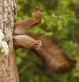 Foto premiada na categoria geral  Foto: Milko Marchetti/Comedy Wildlife Photography Awards