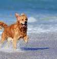 Levar o animal de estimação para as viagens de férias requer cuidados  Foto: Volodymyr Burdiak | Shutterstock / Portal EdiCase