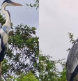 Garça estava com copo plástico preso no pescoço  Foto: Reprodução/Instagram/@jefveterinario