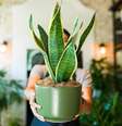 Cultive essas plantas em 2025  Foto: Shutterstock / João Bidu