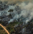 Amazônia foi o bioma com maior registro de queimadas em 2024  Foto: Victor Moriyama/Greenpeace