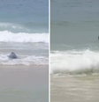 Lobo-marinho Joca volta para o mar após passar dois dias em praia do RJ  Foto: Reprodução/Instagram