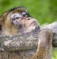 Imagem ilustrativa de um macaco  Foto: Getty Images
