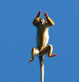 O Macaco-de-cheiro é capturado no instante preciso em que salta e a imagem ganha um prêmio de fotografia  Foto: Ins4nixshots/Wiki Loves Earth/CC BY-SA 4.0
