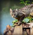 Gato  Foto: MabelAmber/Pixabay