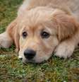 Cachorro assustado  Foto: birgl/Pixabay